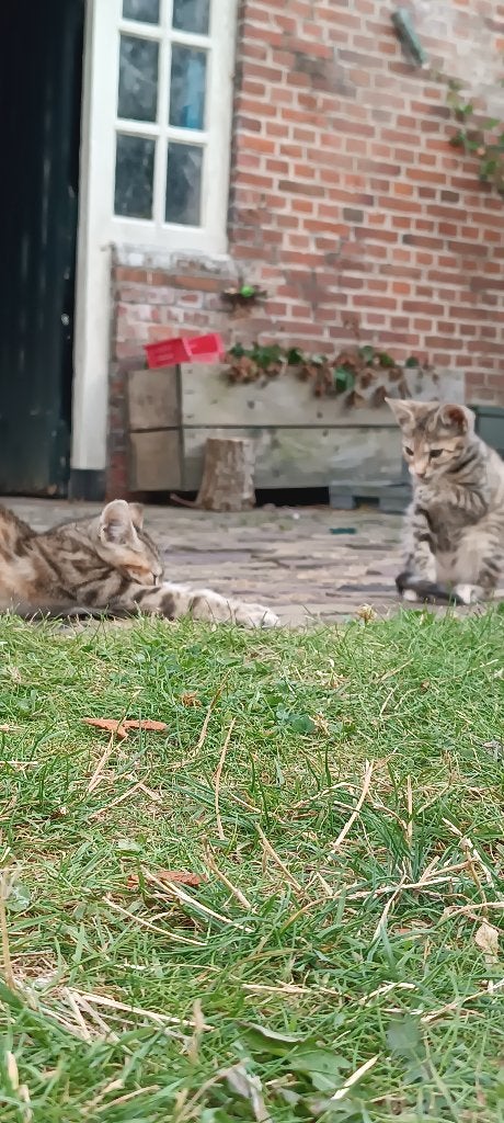 2 poesjes te koop, Poes, Kortharig, 0 tot 2 jaar