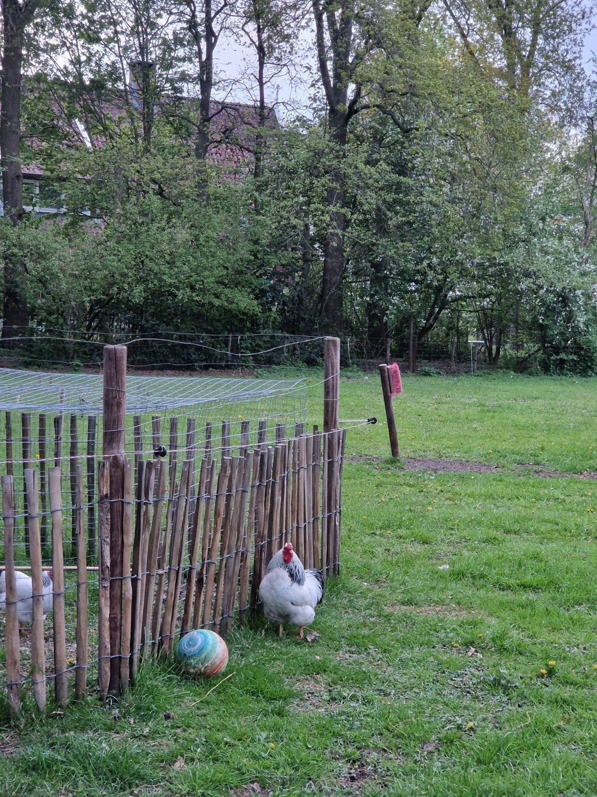 2 Wyandotte kriel Hanen, Dieren en Toebehoren, Mannelijk, Kip