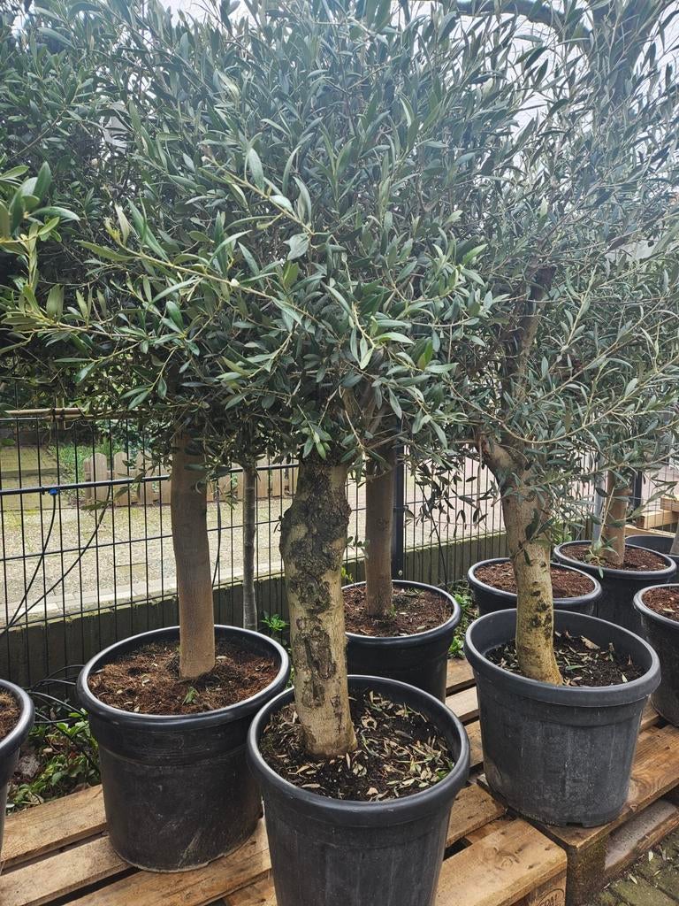 Olijfbomen diverse maten vanaf 115 euro - gratis bezorgd