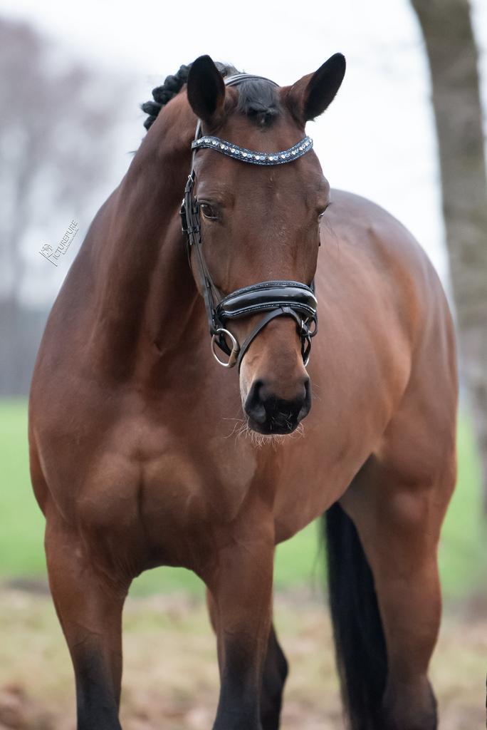 5 jr pracht merrie van despacito x benneton dream, Dieren en Toebehoren, Merrie, Dressuurpaard, L, 170 tot 175 cm