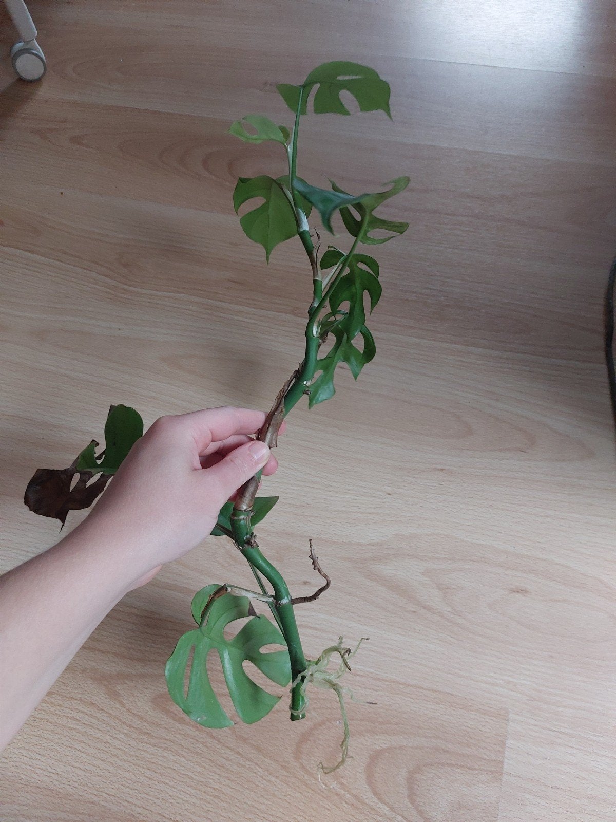 Monstera minima stek, Ophalen, Halfschaduw, Minder dan 100 cm
