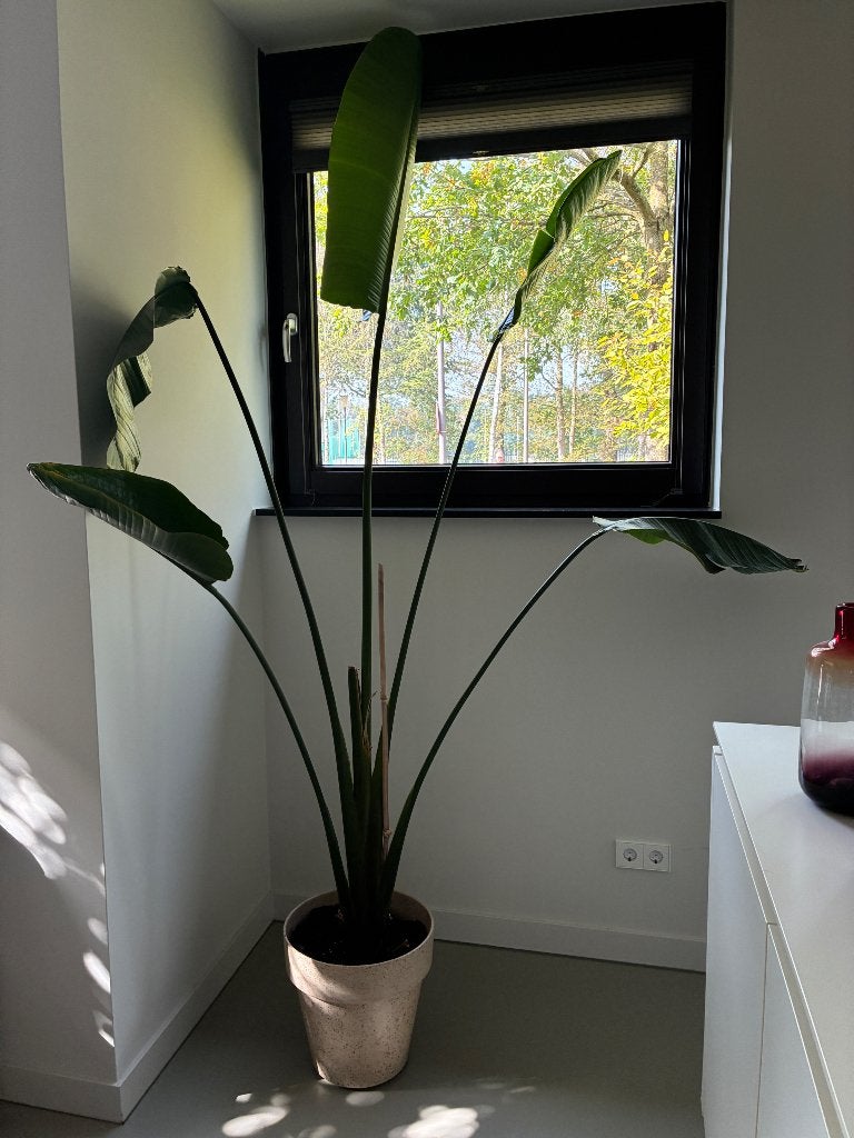 Paradijsvogelplant (Strelitzia nicolai), Ophalen, 200 cm of meer, Overige soorten, Halfschaduw