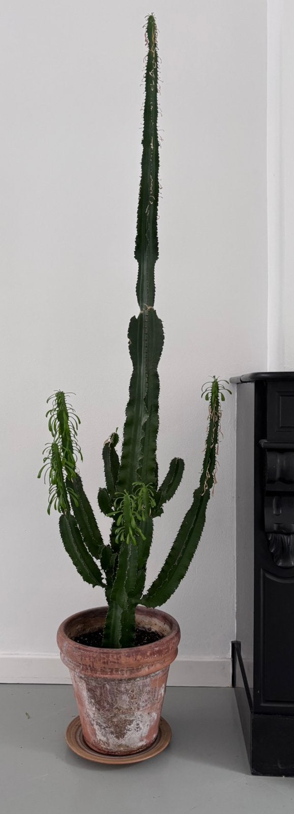 Mooie euphorbia of ‘cowboycactus’. Zoekt snel nieuw thuis!, Ophalen, Cactus, Halfschaduw, 150 tot 200 cm
