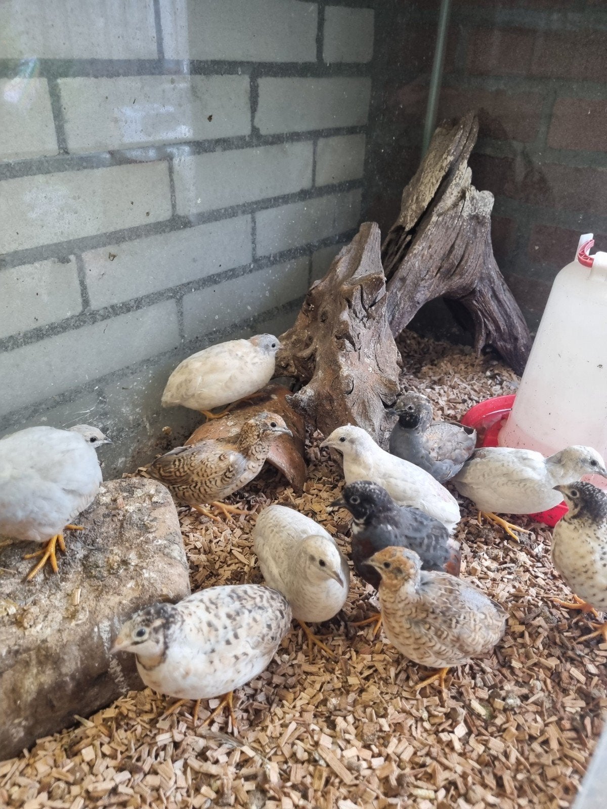 chinese dwergkwartels, Dieren en Toebehoren