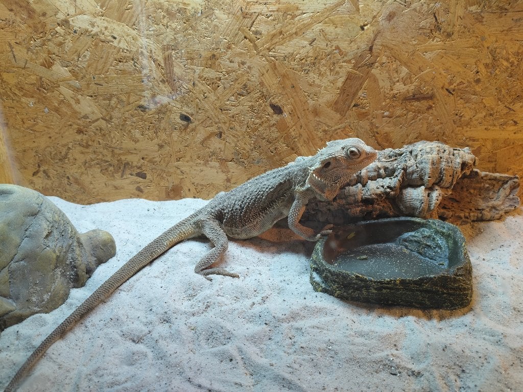baardagaam met compleet terrarium en alle benodigdheden Bearded Dragon photo 12