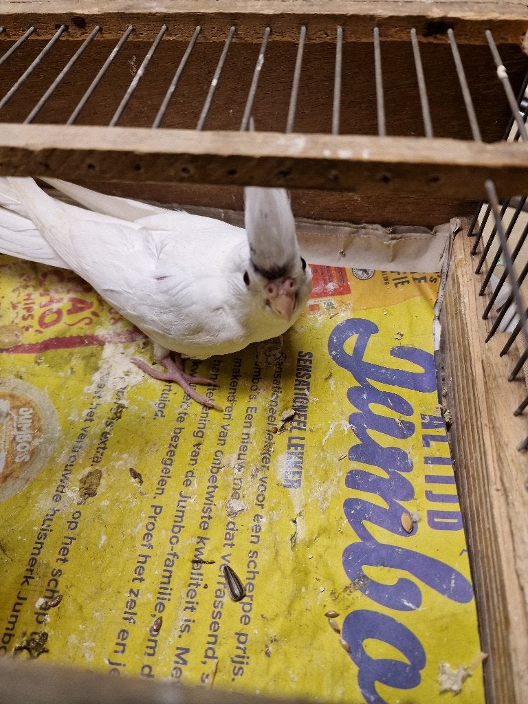 witte valkparkiet 20 euro 6 wekenoud, Mannelijk, Parkiet, Tam