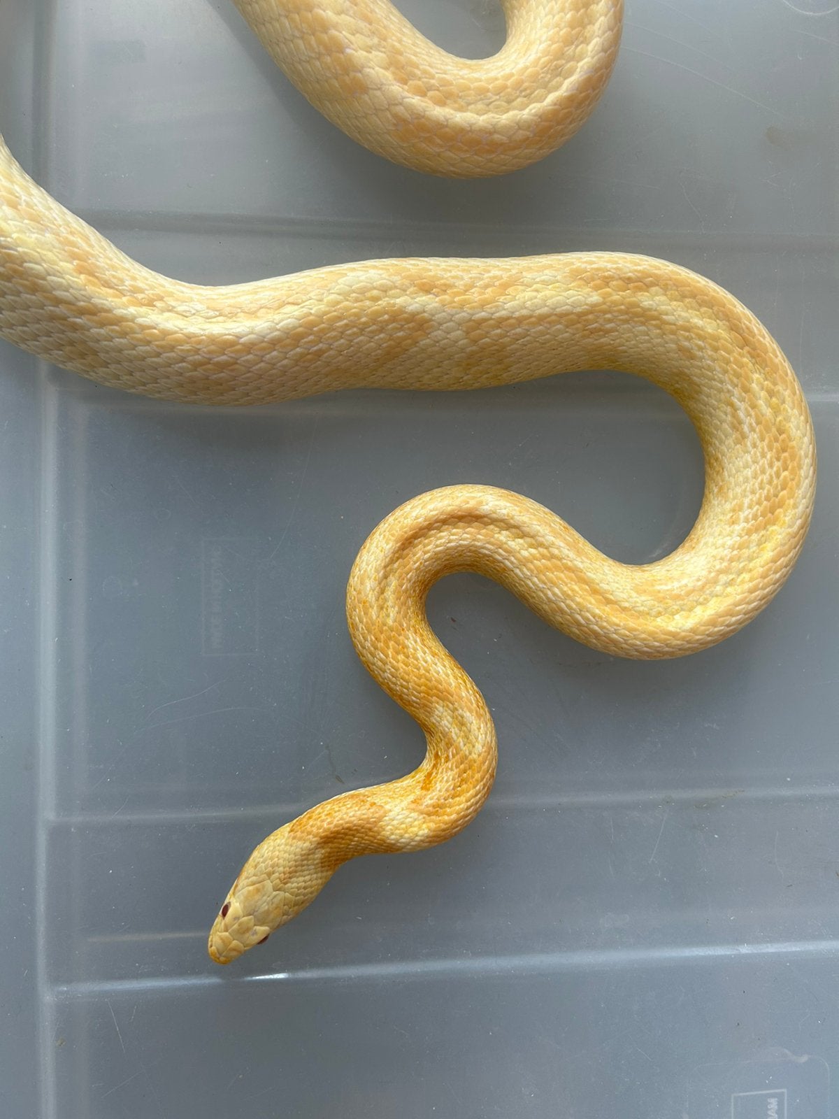 Korenslang te koop Corn Snake photo 2