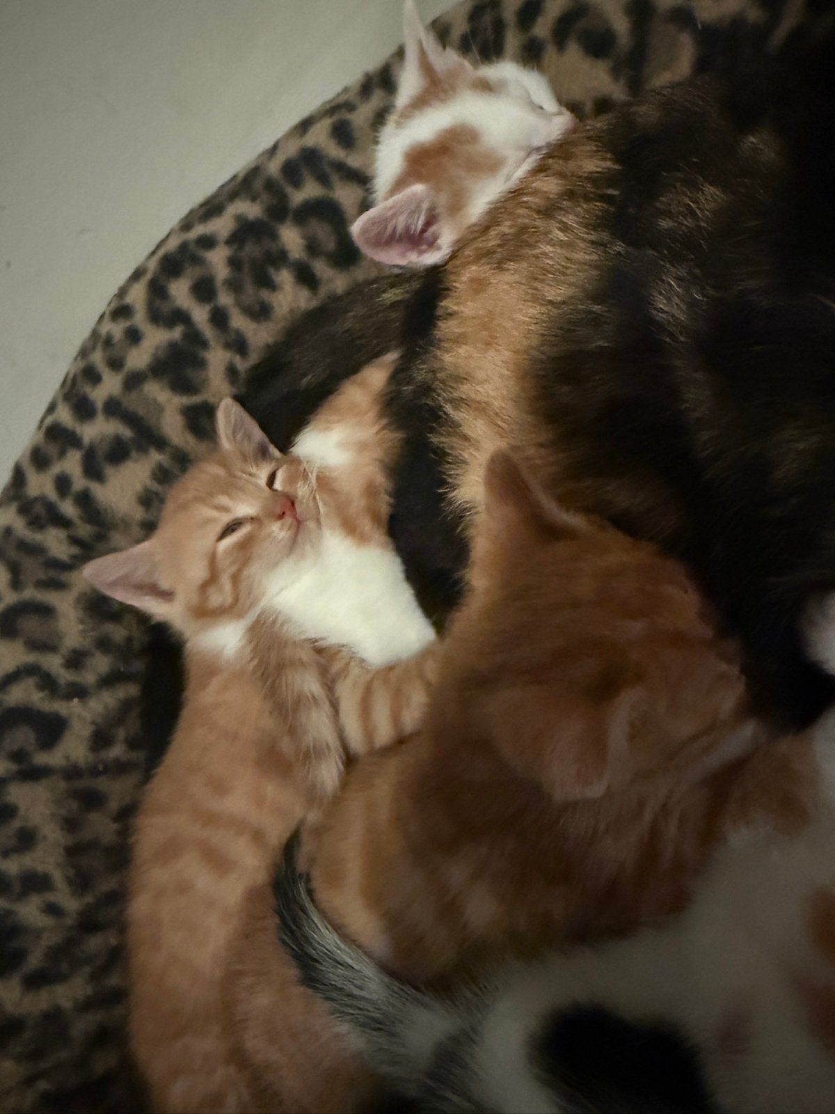 Jonge poesjes huiselijk opgevoed bij kinderen 5 weken, Meerdere dieren