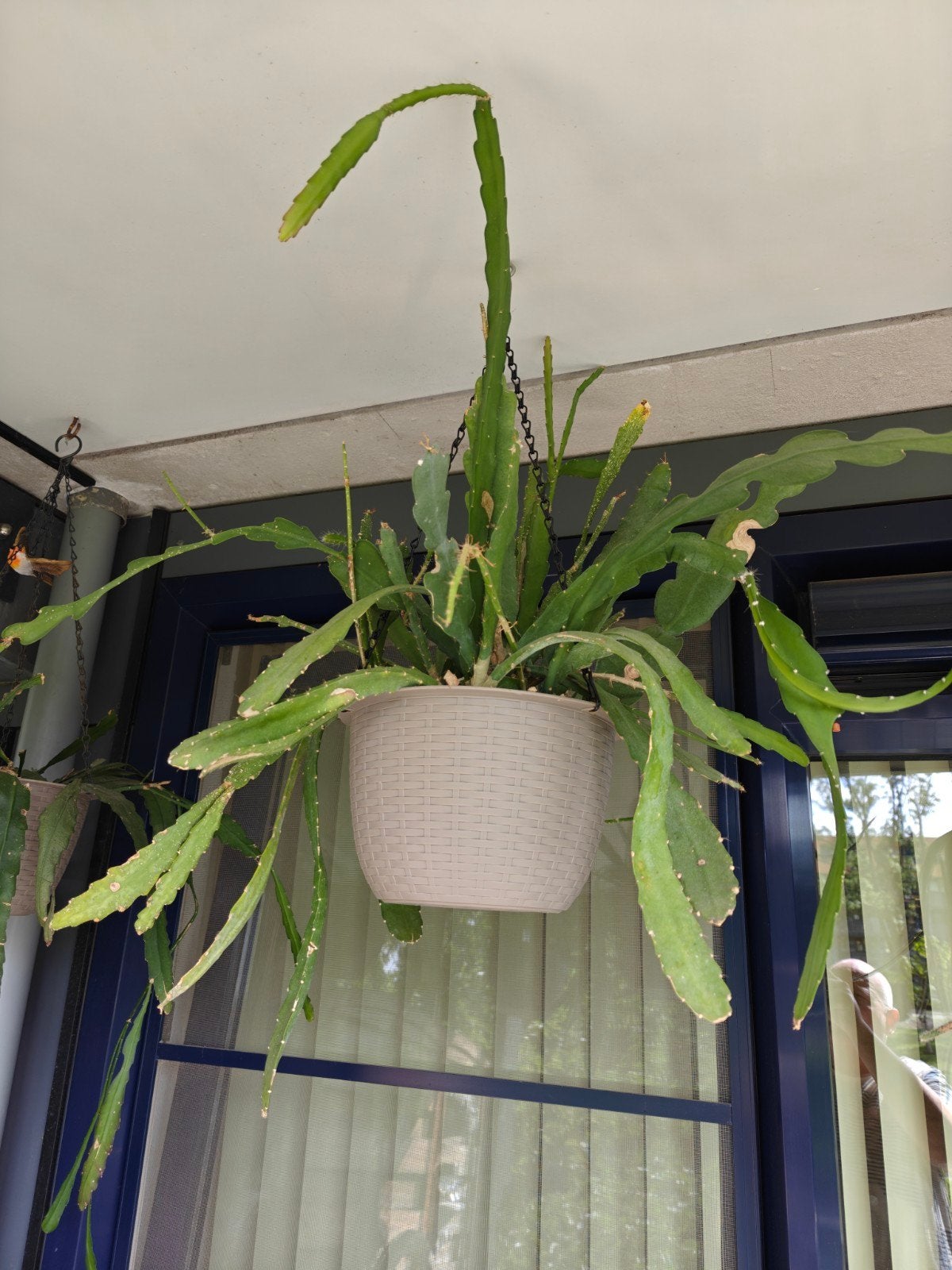 Epiphyllum, Ophalen, Halfschaduw, Minder dan 100 cm, Bloeiende kamerplant