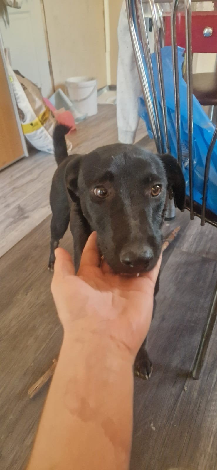 Blacky zoekt baasje, Particulier, 15 weken tot 1 jaar, Reu, Buitenland