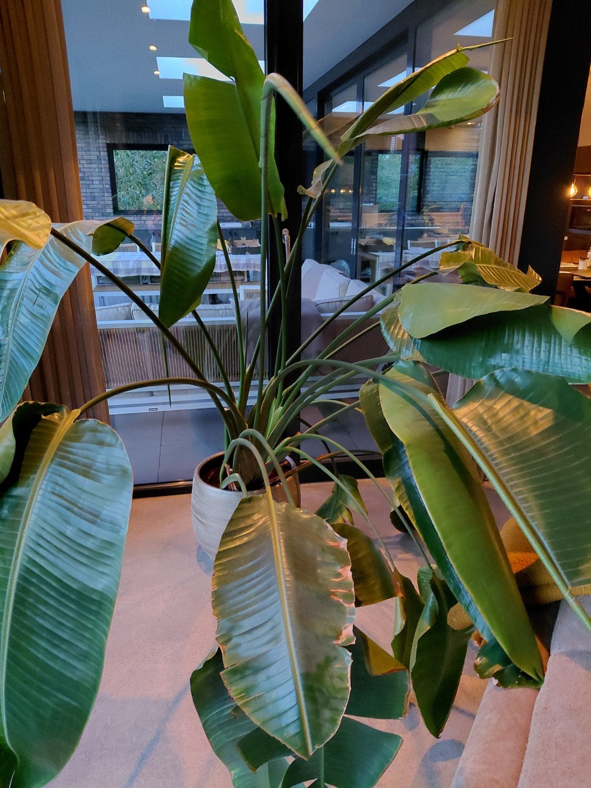 Grote Strelitzia Nicolai kamerplant, Ophalen, Overige soorten, 150 tot 200 cm, Volle zon