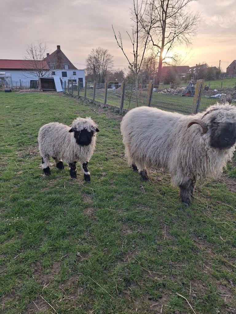 Stamboek walliser schwarznase ram lam, Dieren en Toebehoren, Schapen, Geiten en Varkens, Mannelijk, Schaap