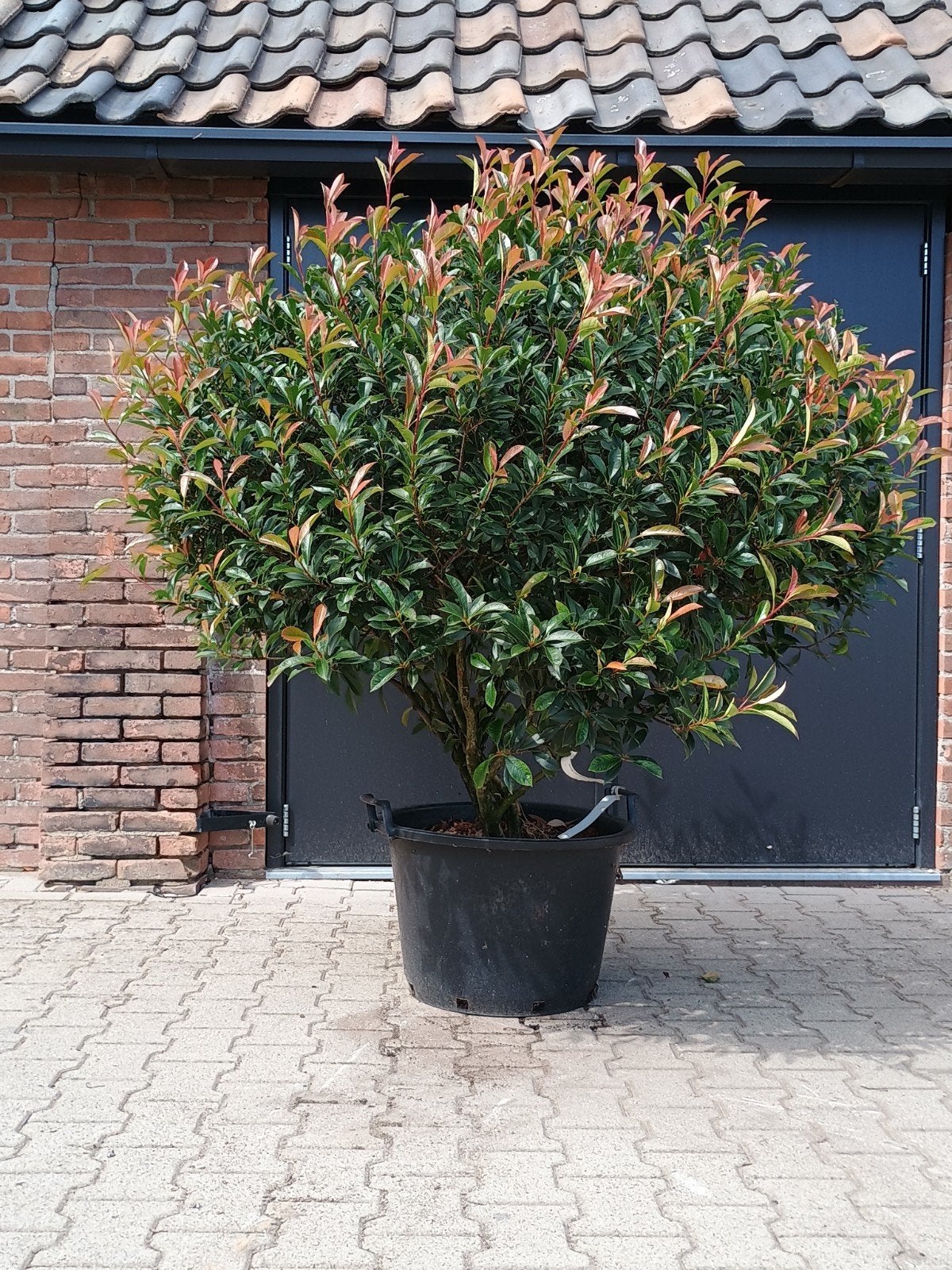Glansmispel bol - Photinia fraseri 'Red Robin' op stam, Volle zon, Vaste plant, Lente, Ophalen