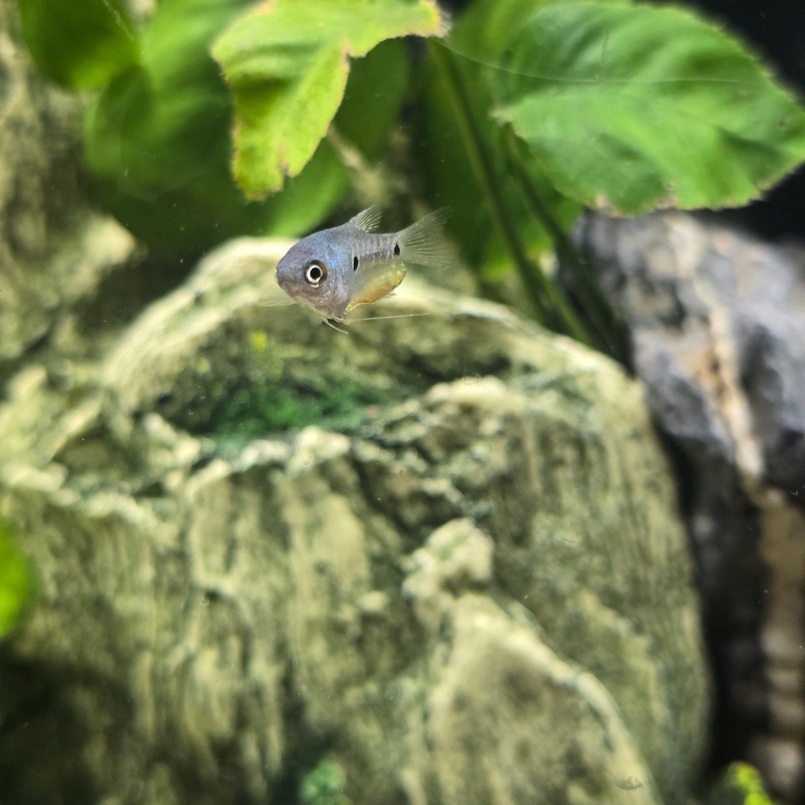 baby blauwe spat gouramis €1,99, Amfibie, 0 tot 2 jaar