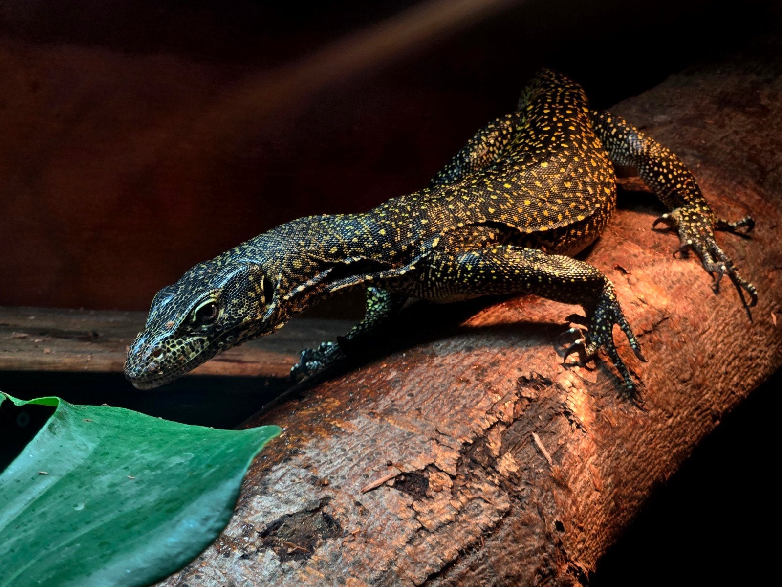 blue tailed monitor ( varanus doreanus ) Monitor Lizard photo 2