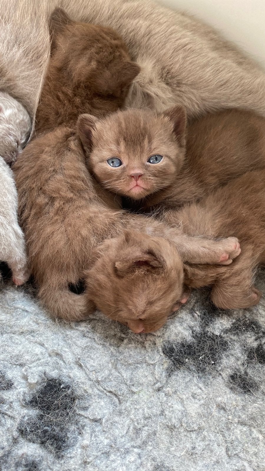 British Shorthair kittens zoeken een liefdevolle thuis, Meerdere dieren, Gechipt, 0 tot 2 jaar