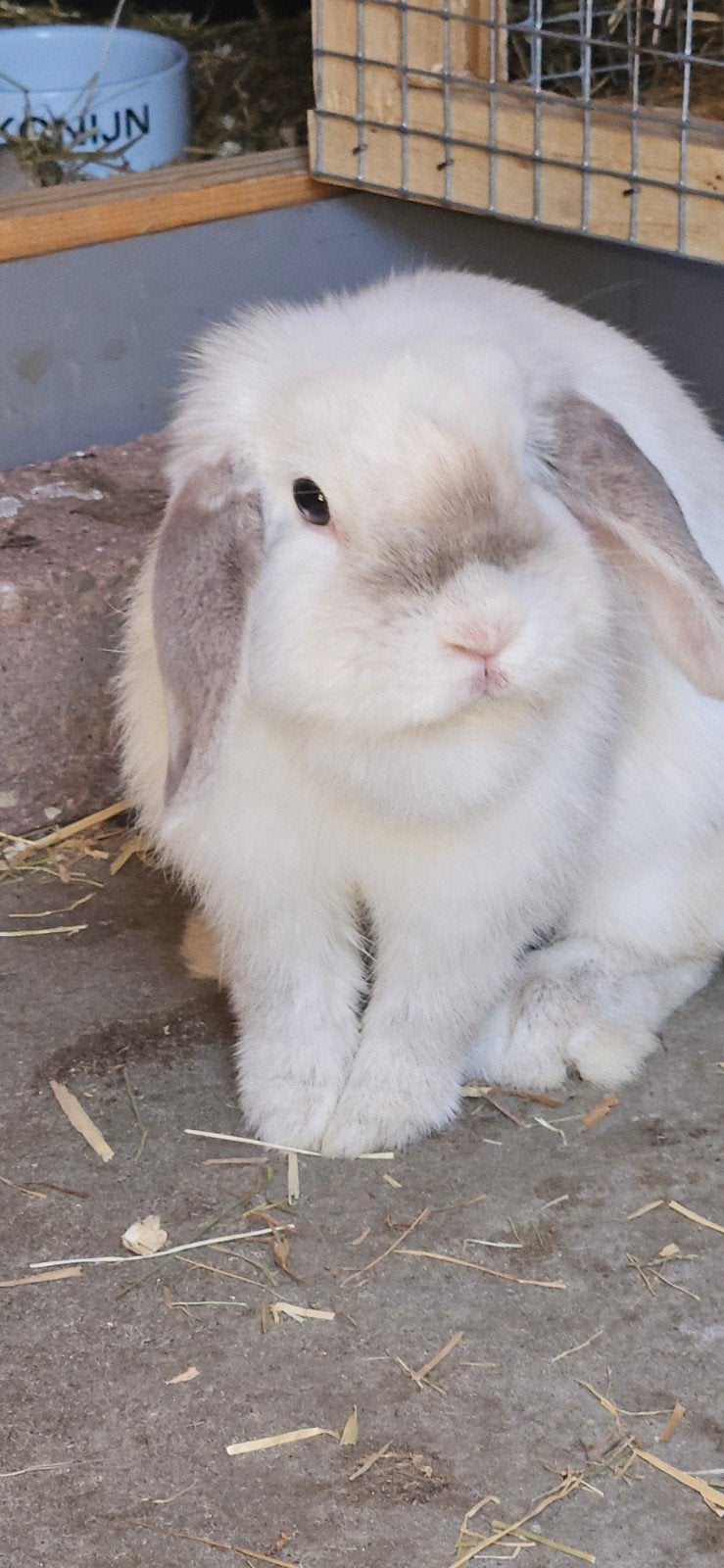 hele knappe minilop voedster, Vrouwelijk, Dwerg