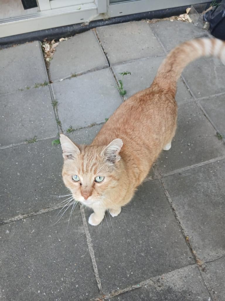 Tommy zoekt een goed huisje!!, Kater