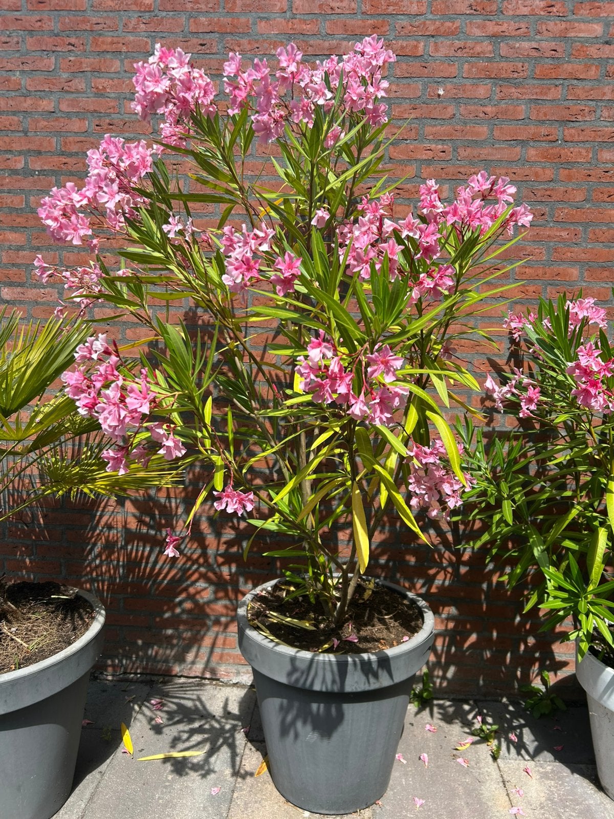 Grote Oleander, Tuin en Terras, Ophalen, Overige soorten, Volle zon