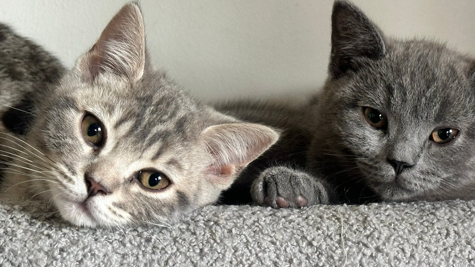Brits korthaar x Bengaalse kitten, Dieren en Toebehoren, Katten en Kittens | Raskatten | Korthaar, Meerdere dieren, Gechipt, 0 tot 2 jaar