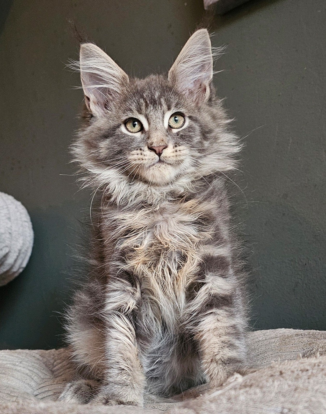 Mooie lieve Maine Coon kittens met stamboom, Dieren en Toebehoren, Meerdere dieren, Met stamboom, 0 tot 2 jaar