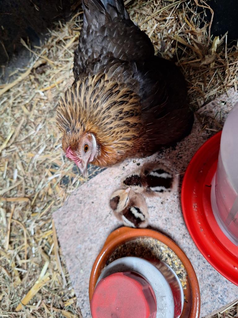 Kloek.hollandse kriel.kuikens, Dieren en Toebehoren, Pluimvee, Meerdere dieren, Kip