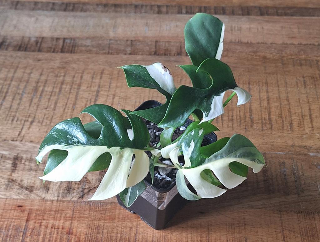 Rhaphidophora tetrasperma variegata, Huis en Inrichting, Kamerplanten, Ophalen, Halfschaduw, Minder dan 100 cm