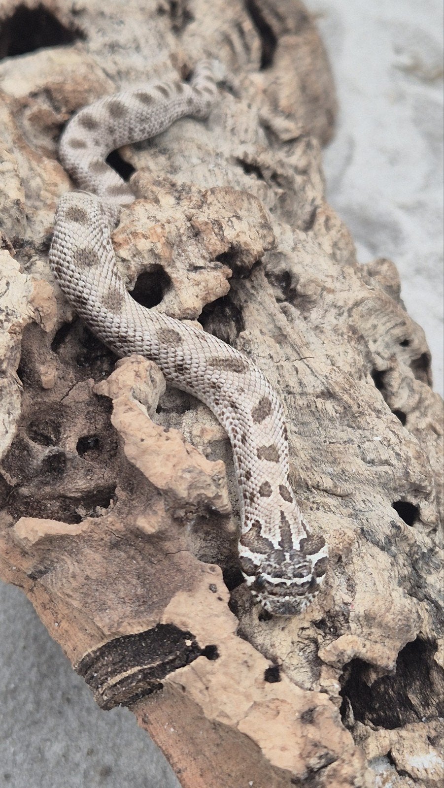 Haakneusslang het maitai Hognose Snake photo 5