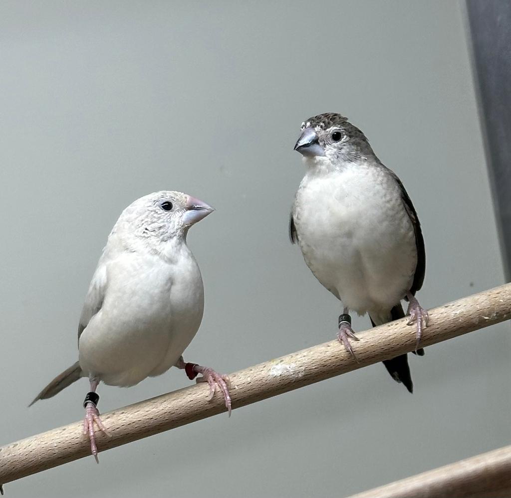Loodbekjes mannen, Dieren en Toebehoren, Vogels | Overige Vogels, Mannelijk