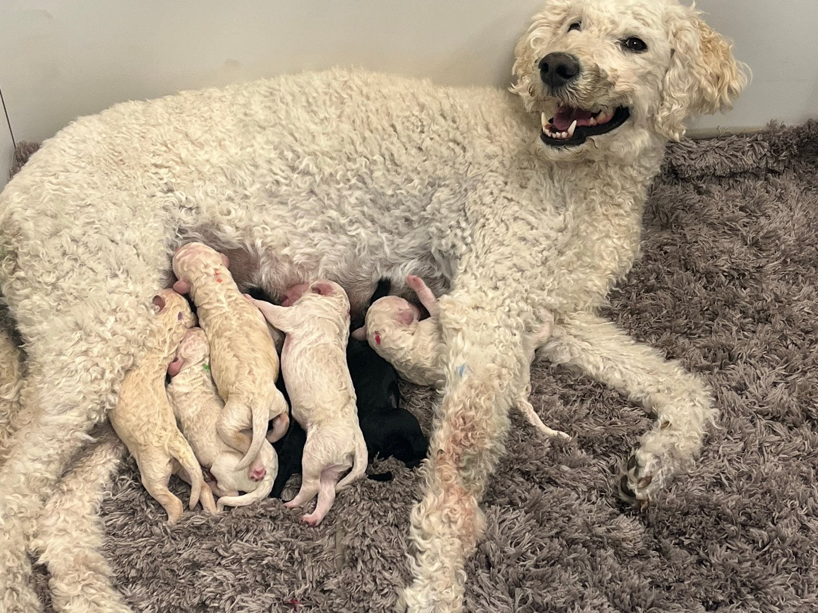 Labradoodle pups  wit wn zwart, Overige rassen, 8 tot 15 weken, Parvo, Meerdere