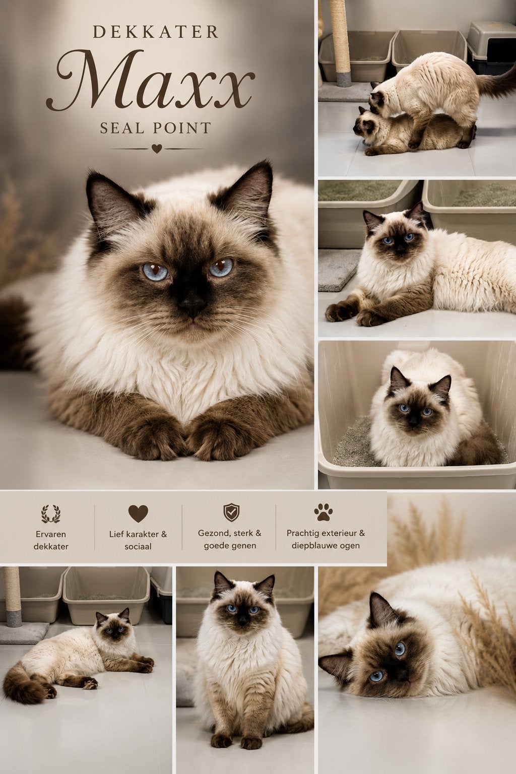 TE KOOP: Ragdoll dekkater seal point met stamboom., 0 tot 2 jaar