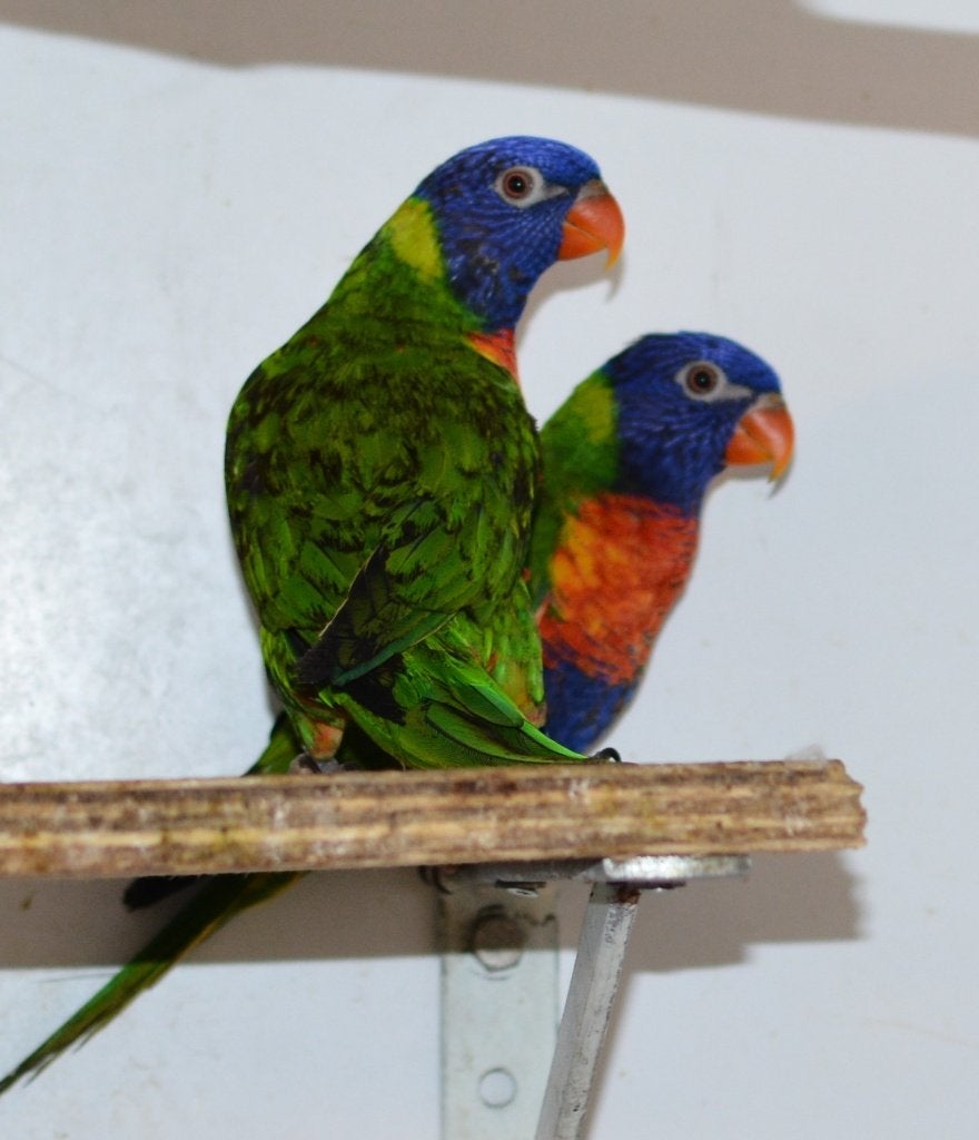 koppel lori van de blauwe bergen, Dieren en Toebehoren, Meerdere dieren, Papegaai, Geringd