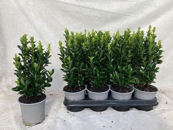 Buxusvervanger Euonymus 30 cm – 55 stuks € 165.00, Ophalen of Verzenden, Buxus, Haag, Minder dan 100 cm