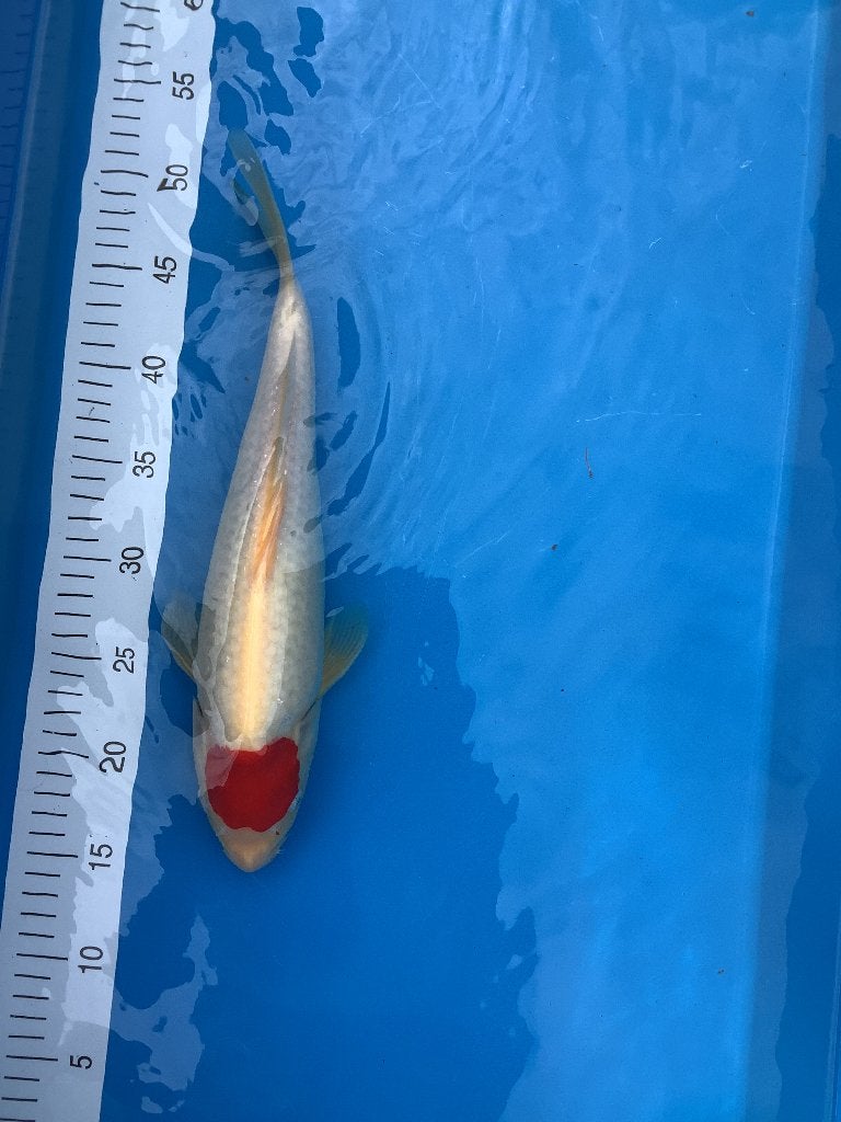 Tancho Japanse Koi, Karper of Koi