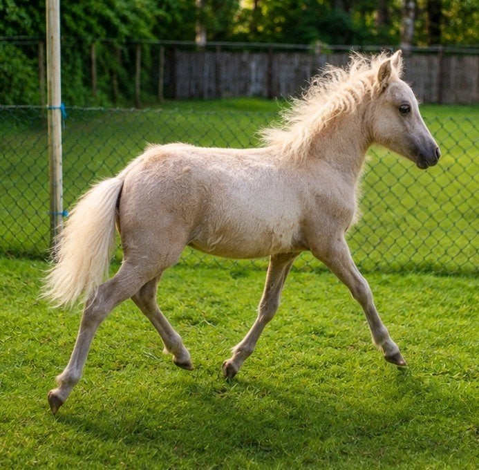 Te koop Palomino Curly hengstje en zwartbruin hengstje, Hengst, Ontwormd, 0 tot 2 jaar