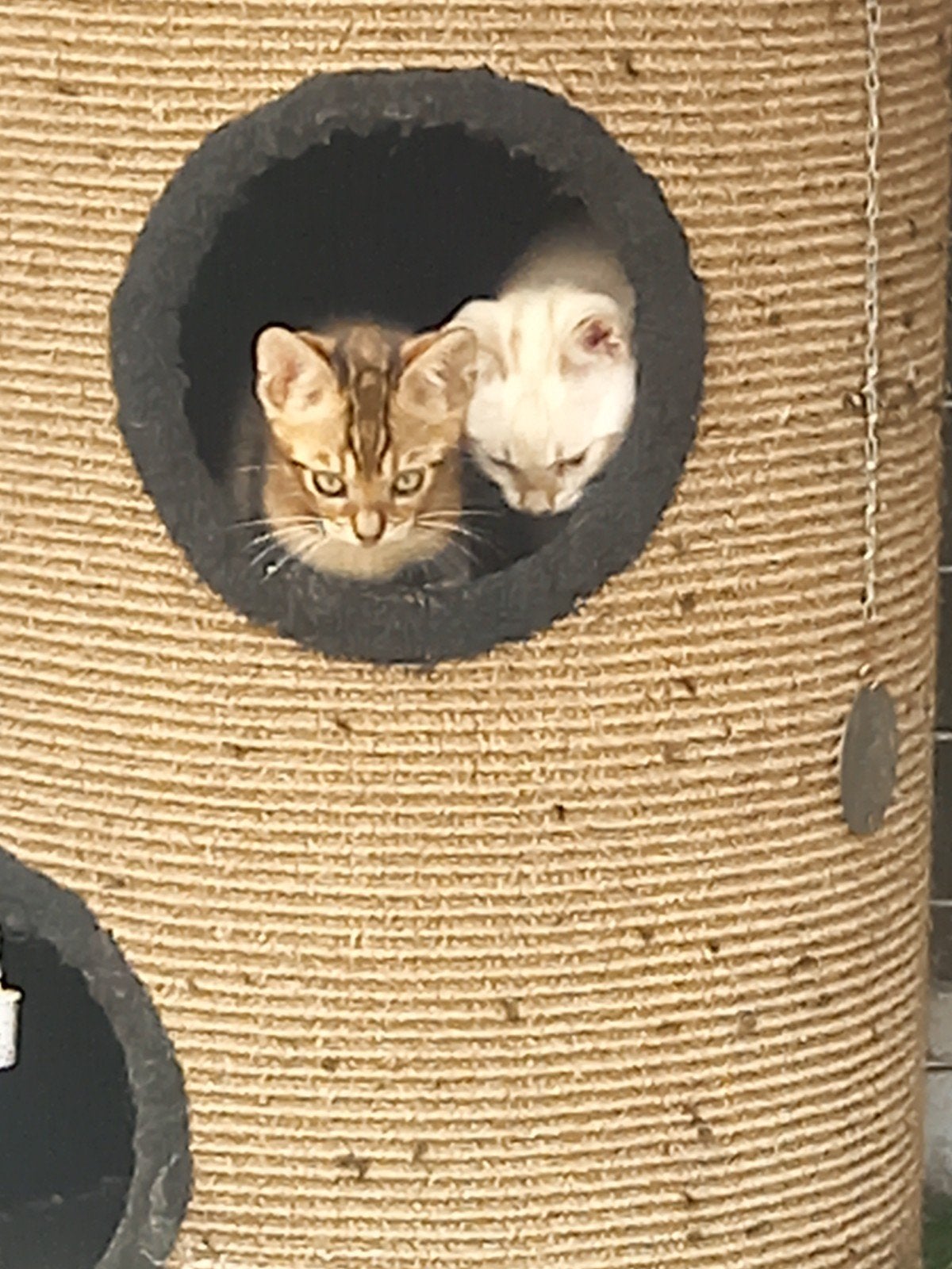 Mooie Bengaal kittens., Dieren en Toebehoren, Meerdere dieren, Kortharig, 0 tot 2 jaar