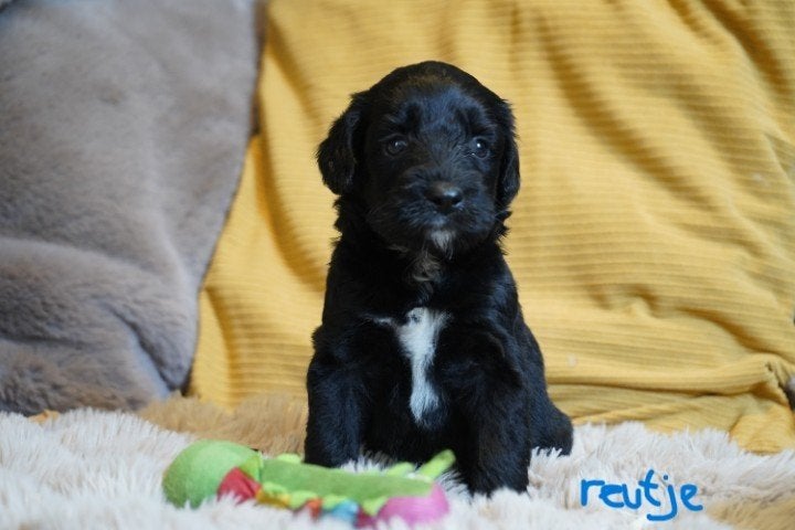 Mooie medium kruising labradoodle pups., Dieren en Toebehoren, Honden | Chihuahua's en Gezelschapshonden, Nederland, Parvo, Overige rassen