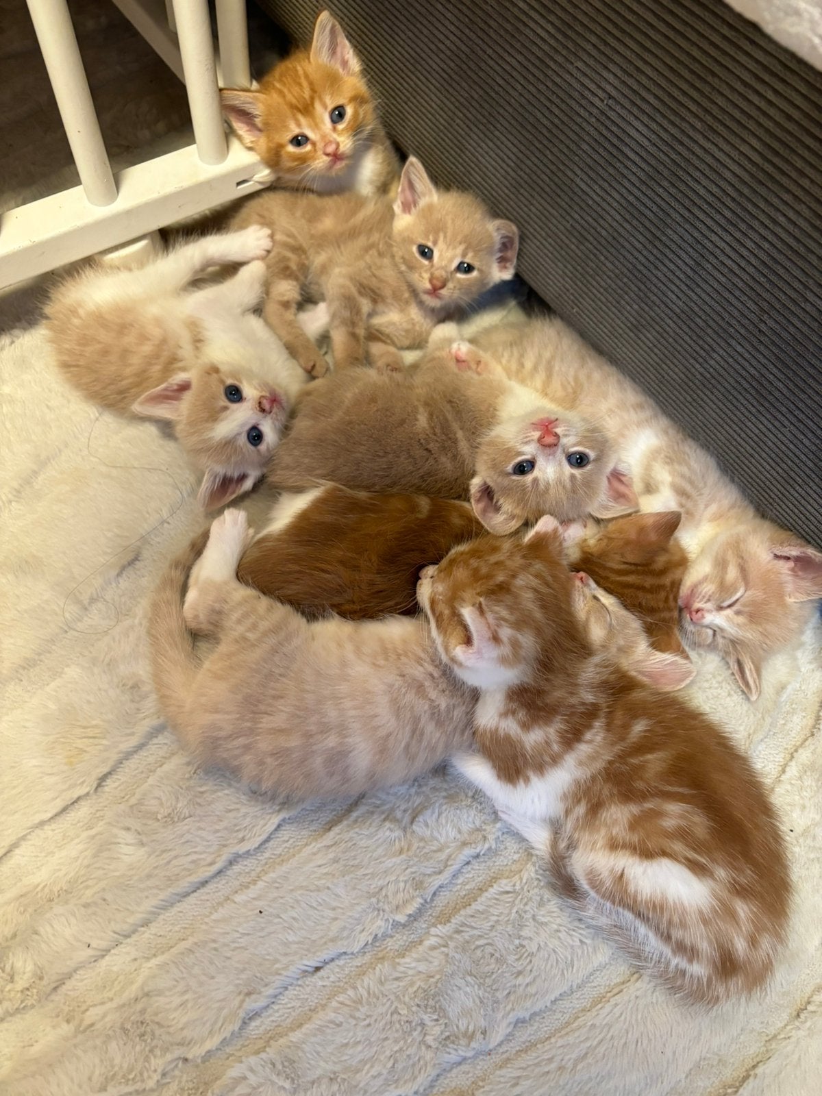 Prachtige kittens te koop, Dieren en Toebehoren, Meerdere dieren, Ontwormd