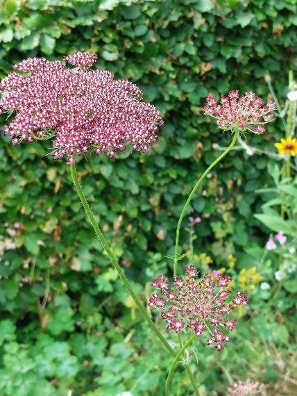 zaden Daucus carota Dara, Verzenden, Voorjaar, Halfschaduw, Zaad