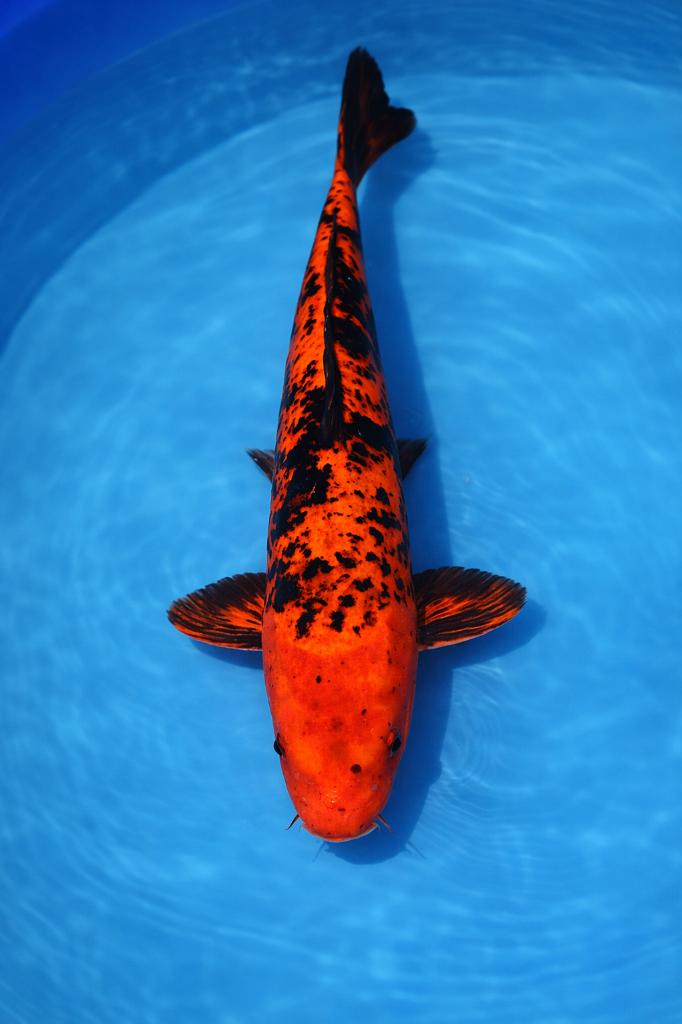 Kage Hi_Utsuri 38-44 cm Sansai, Karper of Koi