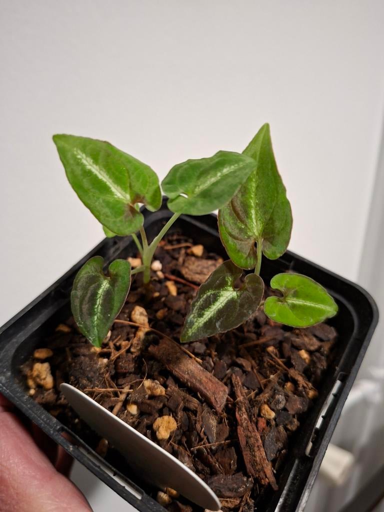 Syngonium rayii, Ophalen
