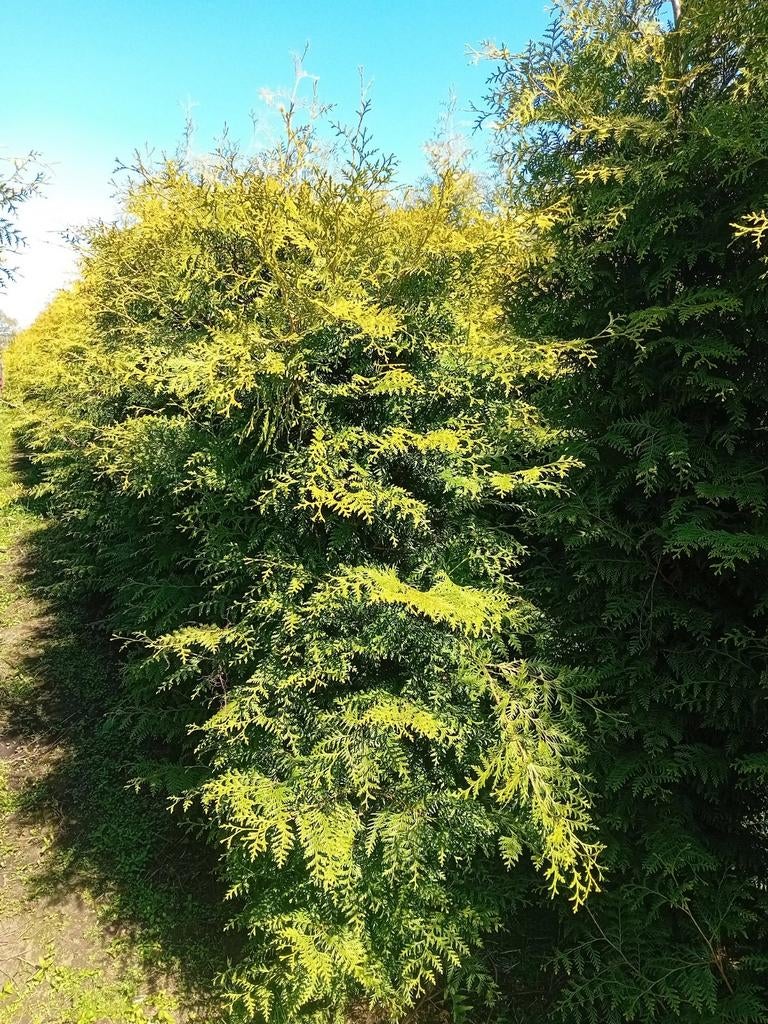 Partij van 50 thuja brabant 180-200 haagplant conifeer, Tuin en Terras, Planten | Struiken en Hagen, Ophalen of Verzenden, Conifeer