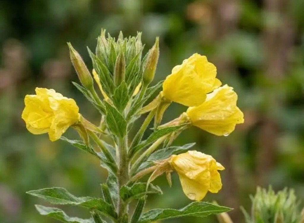 6 stuks Middelste Teunisbloem voor totaal €7,50, Vaste plant, Halfschaduw, Herfst, Ophalen
