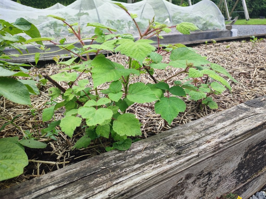 Japanse wijnbes jonge planten 3 stuks, Tuin en Terras, Planten | Tuinplanten, Volle zon, Vaste plant, Ophalen of Verzenden, Zomer