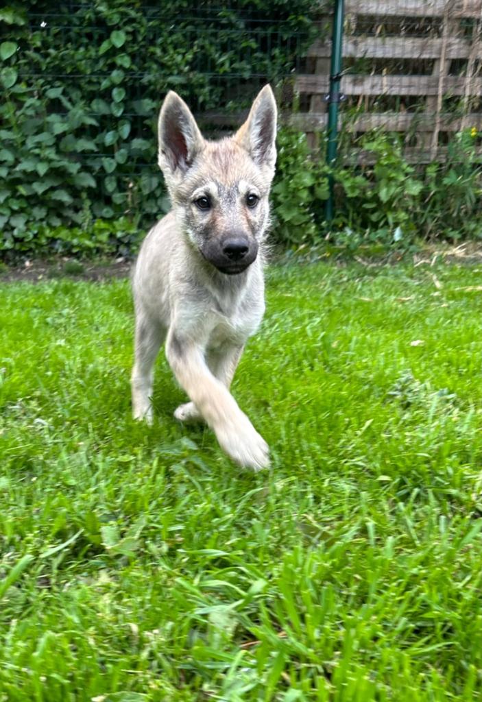 Puppies Tsjechoslowaakse wolfhond kruising met Shepsky, Overige rassen, 8 tot 15 weken, Meerdere, Meerdere dieren