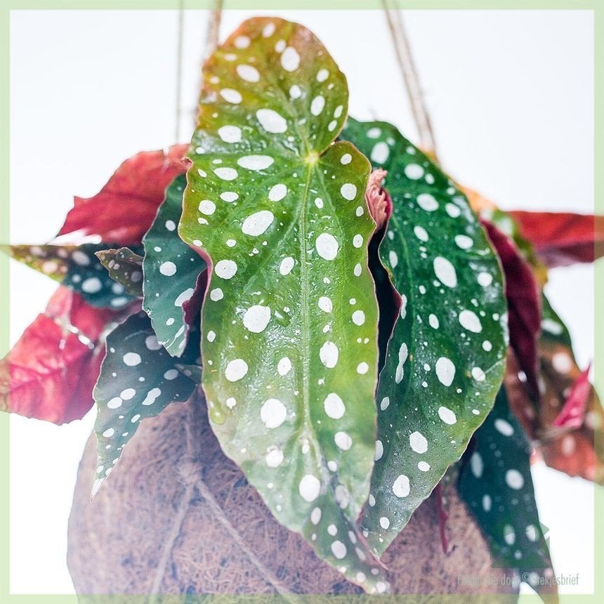 Stekje Stippenbegonia (Begonia Maculata), Bloeiende kamerplant, Ophalen, Halfschaduw, Minder dan 100 cm