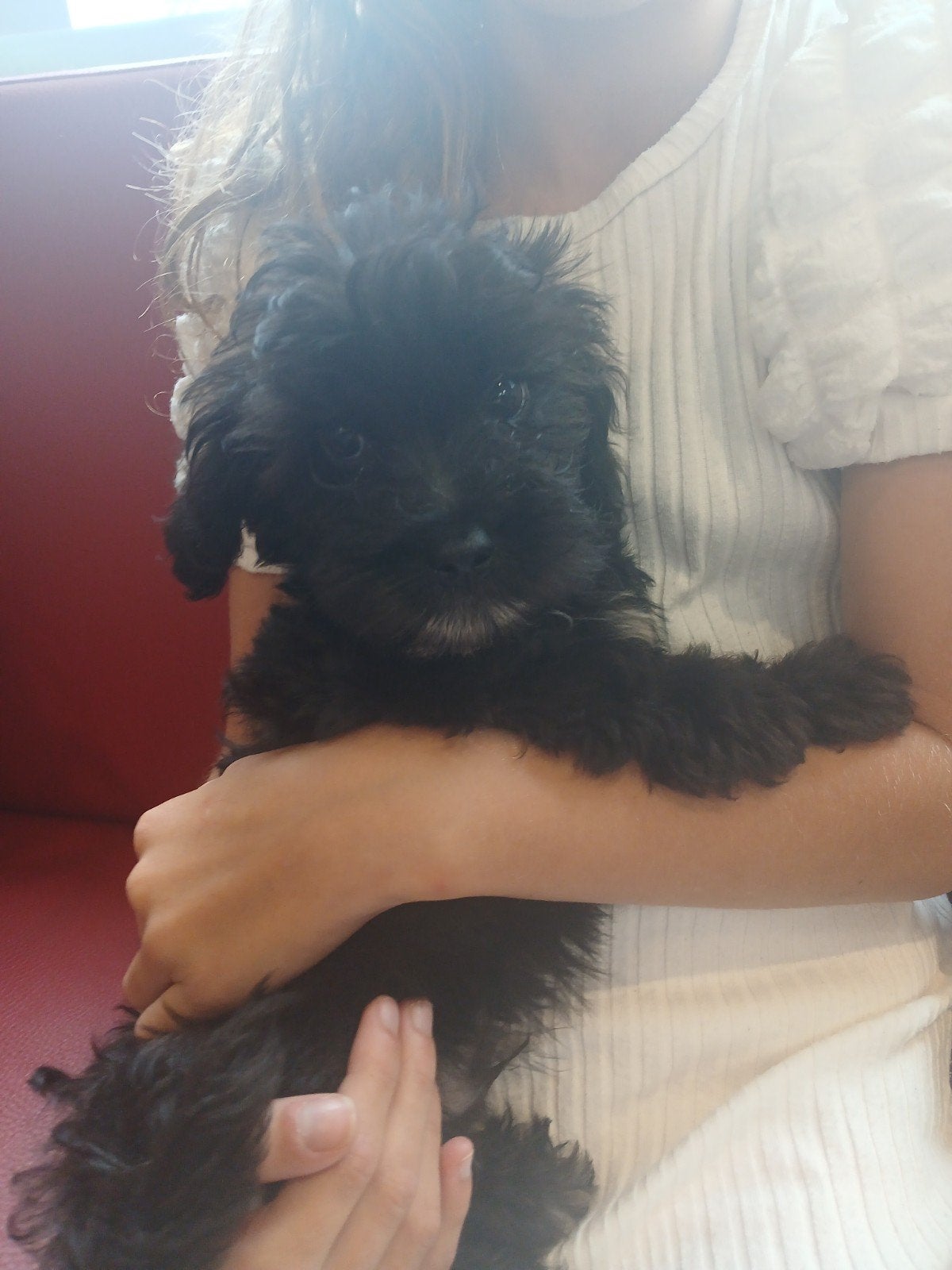 Knuffelige maltipoo pups beschikbaar, 1 meisje en 2 jongens, Parvo, Overige rassen, 8 tot 15 weken, Meerdere