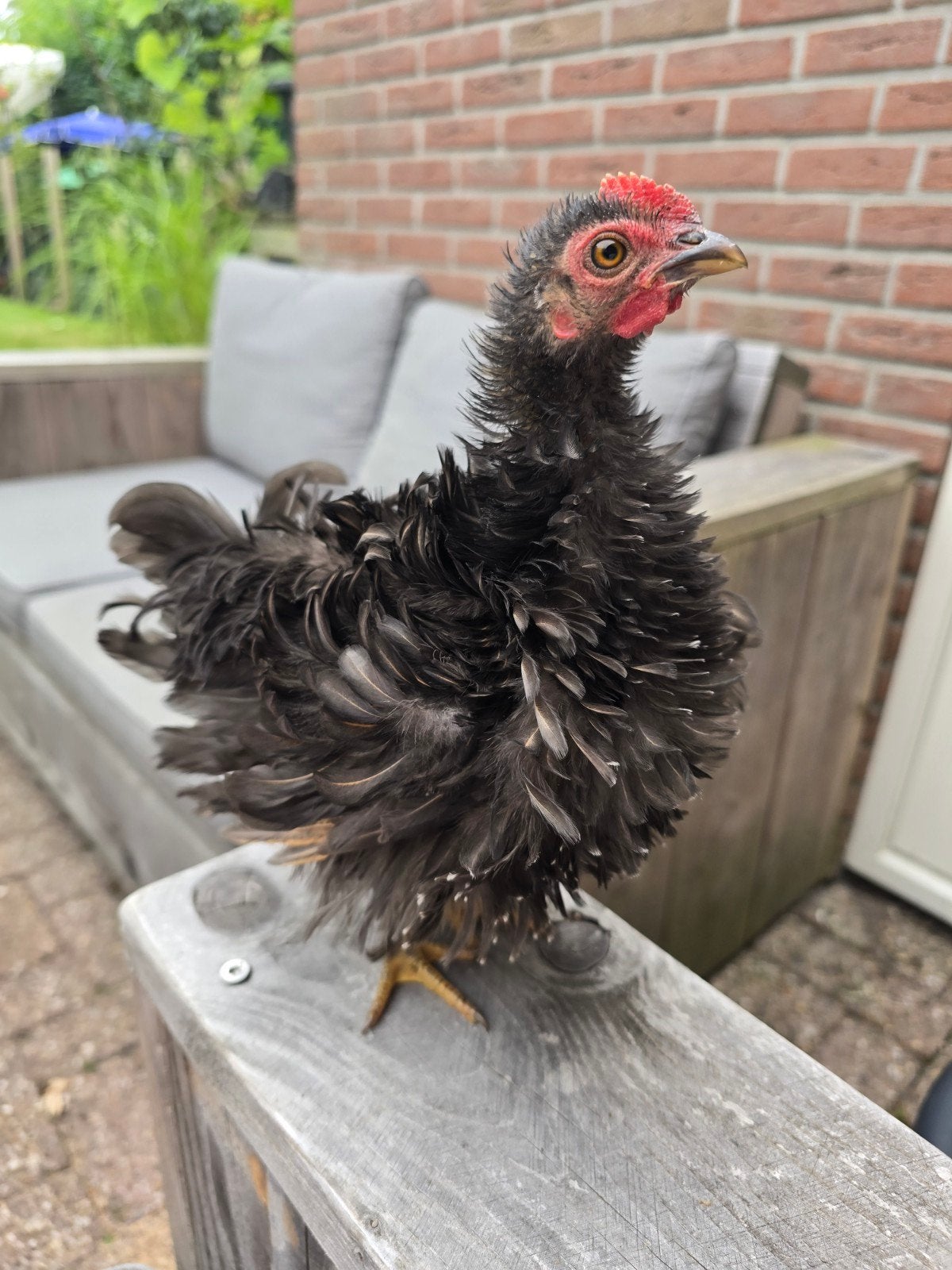 Prachtig, heel tam en erg lief krulveerhaantje, Dieren en Toebehoren, Pluimvee, Mannelijk, Kip