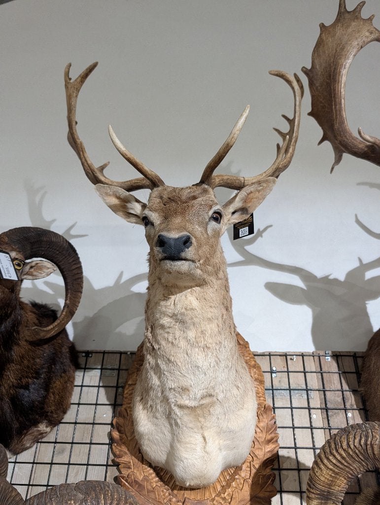 opgezet damhert winkel borst preparaat hert taxidermie, Verzamelen, Ophalen, Nieuw, Hert, Opgezet dier