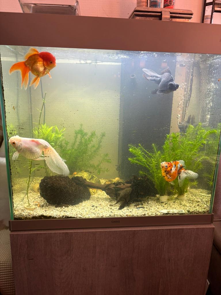Vissen en aquarium, Overige typen, Zoetwatervis